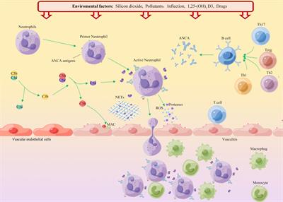 Environmental factors influencing the risk of ANCA-associated vasculitis